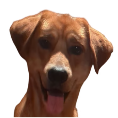 Deebo headshot