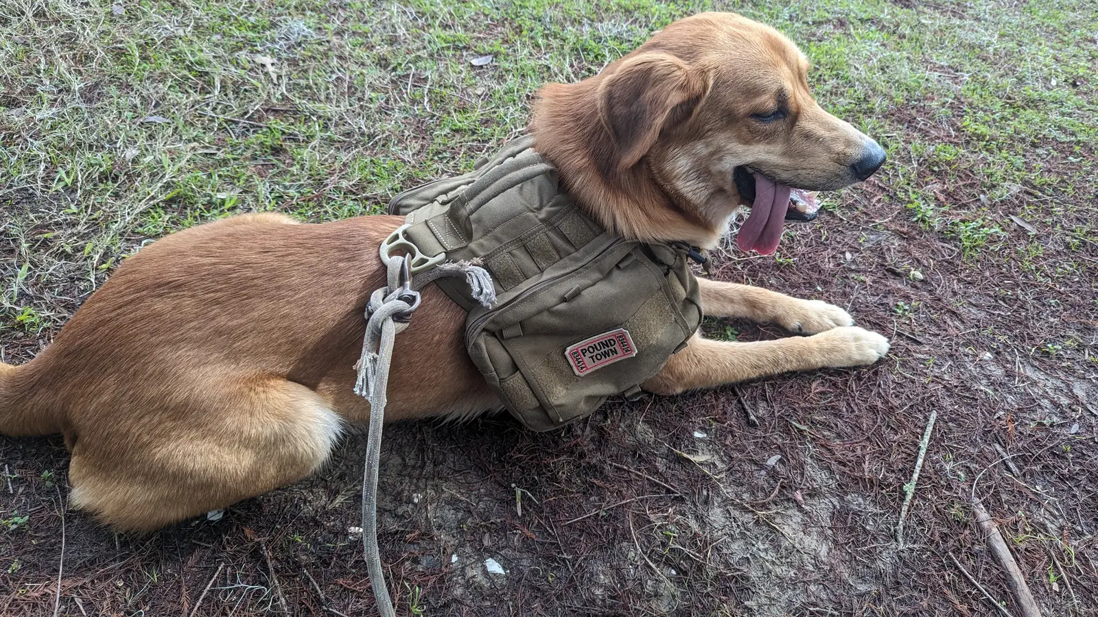 Deebo in his tactical vest, tongue out, completely unbothered