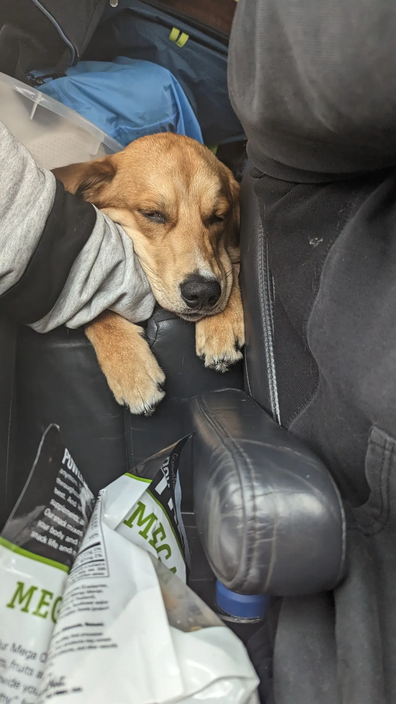 Deebo napping in the truck